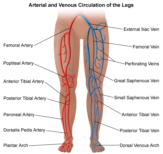 Vascular Surgeon in Pune